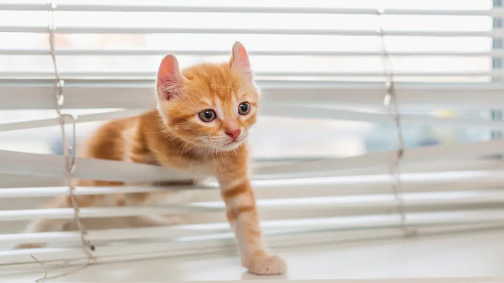 Kitten playing in window treatments.
